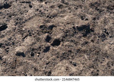 The Consequences Of A Fire In An Old Wooden Country House. Ashes And Burnt Boards Close-up. A Fire In A Residential Wooden House Due To Arson Of Dry Grass.