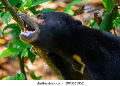 Conservation Animals Malay Bears Sandakan Sabah Stock Photo 1993663952 ...