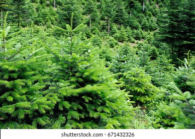 Conservation Nordmann Fir Trees