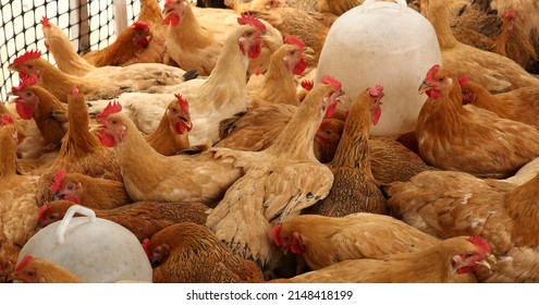 A considerable quantity of the adult hens (broilers) which are in hen house in territory of an integrated poultry farm - Shutterstock ID 2148418199