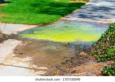 Constant dirty puddle of standing water on the sidewalk with growing green algae. Poorly managed landscaping irrigation system.