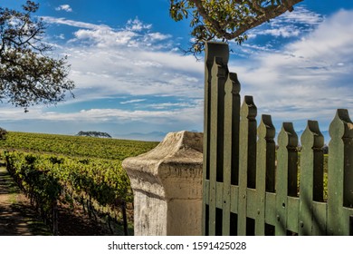 Constantia, South Africa - Fence On The Wine Fields
