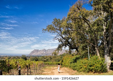 Constantia, South Africa - Idyll In The Vineyards