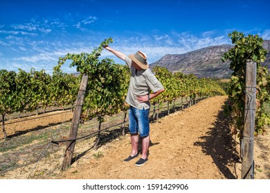 Constantia, South Africa - Inspection Of The Wine Harvest