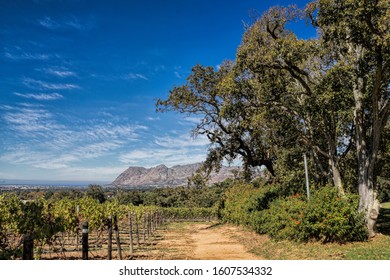 Constantia, South Africa - Scenic Panorama With Vines