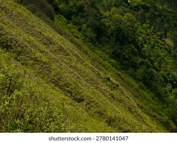 constrasting with cloud shadows and dense distant forests