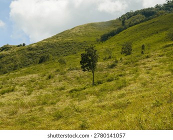 constrasting with cloud shadows and dense distant forests