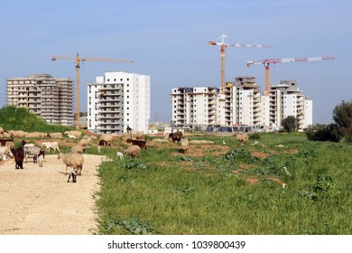 Construction site on the outskirts of the city. A herd of sheep in the foreground. - Shutterstock ID 1039800439