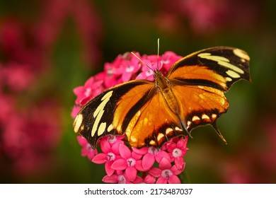 Consul fabius, the tiger leafwing, orange black butterfly sitting on the pink red flower bloom in the nature habitat. Butterfly insect from Alayuela in Costa Rica, tropic wildlife. - Shutterstock ID 2173487037