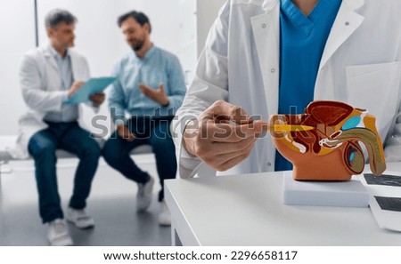 Consultation of urologist for male patient with prostatitis. Treatment of men's diseases and prostatitis. Anatomical model of male reproductive system, close-up
