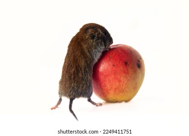 Consumer society: mouse (stock lover) rolls a huge worm apple. The principle of American New York consumerism as much as possible sales concept. Clearance sale, black Friday advertisin. Economic man