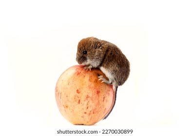 Consumer society: mouse (stock lover) rolls a huge worm apple. The principle of American New York consumerism as much as possible sales concept. Clearance sale, black Friday advertisin,