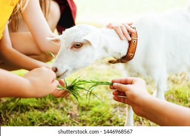 Contact zoo. Children feeding a goat.