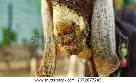 Contagious ecthyma infection in the mouth of a brown goat. Mouth and foot common Diseases of Dairy Goats and Sheep