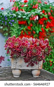 A Container With A Colourful Succulent In A Patio Garden