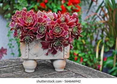 A Container With A Colourful Succulent In A Patio Garden