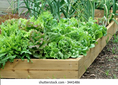 Container Garden - A Beautiful Lettuce And Onion Garden Growing In A Wooden Container.