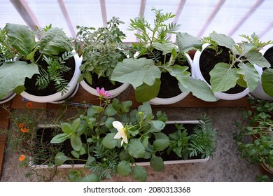 Container Garden On The Balcony. Top View On Eggplants, Tomato, Annual Dahlia, Tagetes And Portulaca