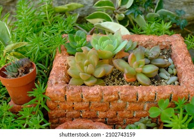 Container Garden Of Succulent Plants