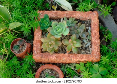 Container Garden Of Succulent Plants