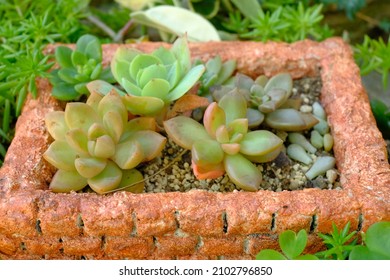 Container Garden Of Succulent Plants