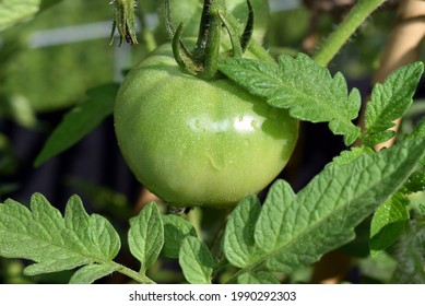 Container Garden Tomatoes In The Southern US