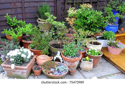 Container Gardening