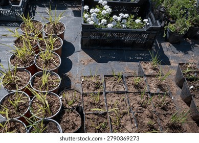 Container Grown Nursery Plants Develop Outdoors Ready for Future Landscaping