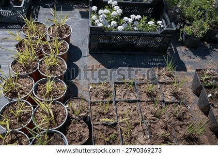 Container Grown Nursery Plants Develop Outdoors Ready for Future Landscaping