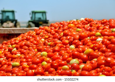 Container with ripe tomatoes on background of sky and tractors