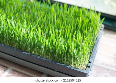 Container With Sprouted Wheat Grass Seeds On White Background