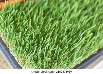 Container With Sprouted Wheat Grass Seeds On White Background