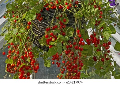 Container Of Tomatoes 'Hundreds And Thousands' Growing In A Greenhouse