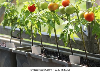 Container Vegetables Gardening. Vegetable Garden On A Terrace. Herbs, Tomatoes Growing In Container