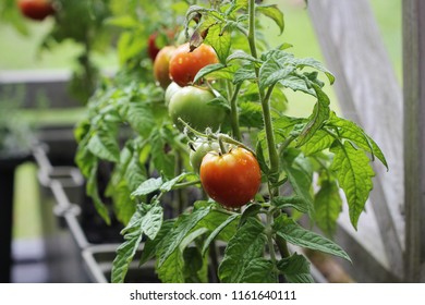 Container Vegetables Gardening. Vegetable Garden On A Terrace. Herbs, Tomatoes Growing In Container