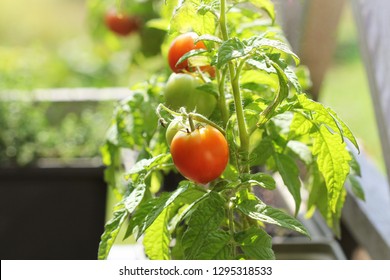 Container Vegetables Gardening. Vegetable Garden On A Terrace. Herbs, Tomatoes Growing In Container .