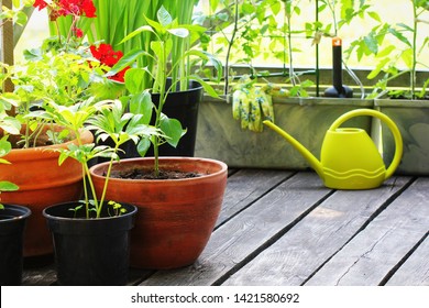 Container Vegetables Gardening. Vegetable Garden On A Terrace. Flower, Tomatoes Growing In Container .