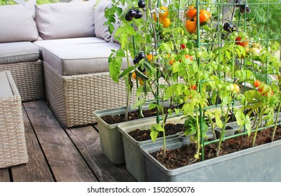 Container Vegetables Gardening. Vegetable Garden On A Terrace. Red, Orange, Yellow, Black Tomatoes Growing In Container .