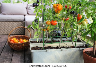 Container Vegetables Gardening. Vegetable Garden On A Terrace. Red, Orange, Yellow, Black Tomatoes Growing In Container .