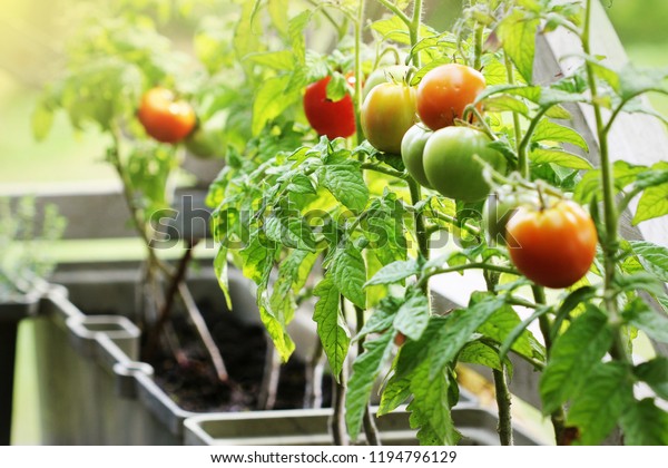 Container vegetables\
gardening. Vegetable garden on a terrace. Herbs, tomatoes growing\
in container