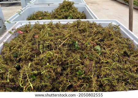 Containers with the remnants of the stems of the bunch after picking berries for processing
