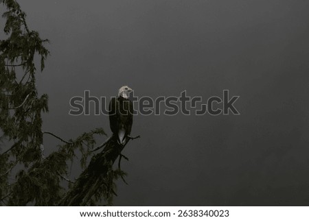 Contemplative American Eagle perched on a dead tree looking for salmon in the waters below