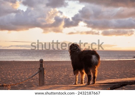 A contemplative australian shepherd dog sits on a sandy beach at sunset, gazing towards the horizon. The scene captures the serene end to a day, possibly after a joyful play in the sand.