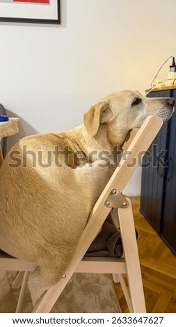A contemplative Labrador perched whimsically on a chair evokes National Dog Day delight and quirky pet furniture tales