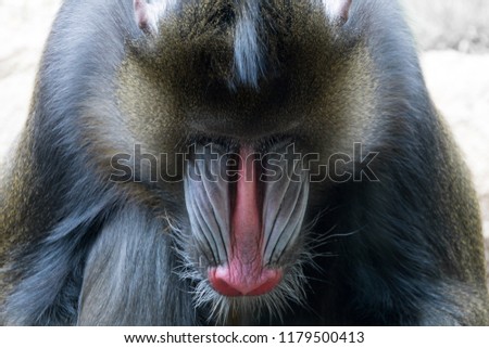Contemplative Mandrill looking down with blue and red snout visible