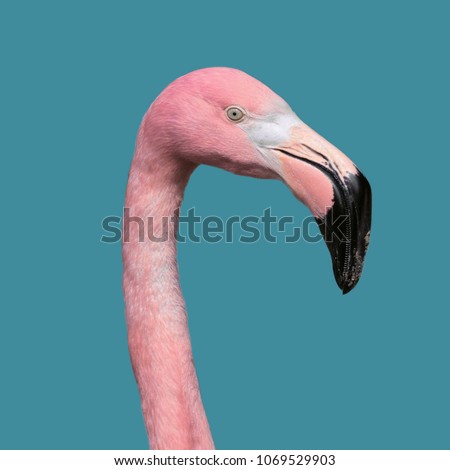 Contemporary art collage, Flamingos Lover