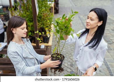 Contemporary brunette woman with straw bag shopping at farmers market with cute teenager daughter, choosing eco blueberry bush in pots at street farmers market outdoor. - Shutterstock ID 1791606026