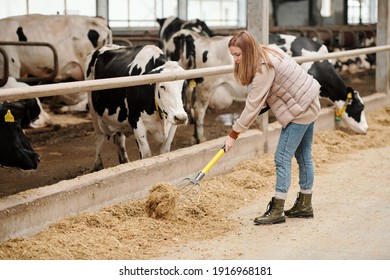 Contemporary female worker of animal farm putting livestock feed for cows by paddock with cattle while standing on aisle during work