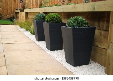 Contemporary Garden Pots Buxus Hedgeing 