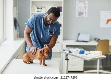 Contemporary young veterinarian of African ethnicity bending over desk while examining sick brown dachshund in animal hospital - Shutterstock ID 2122747298